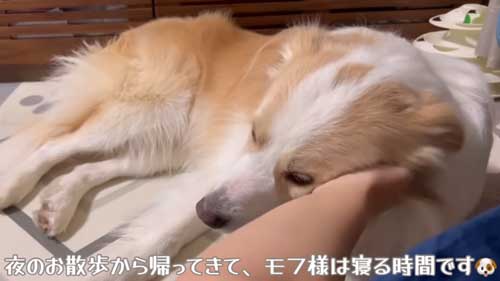 眠そうなボーダーコリー