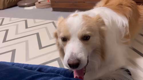 大きくあくびするボーダーコリー