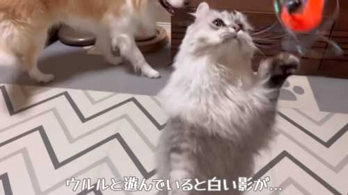 見つめるボーダーコリー