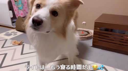 眠そうなボーダーコリー