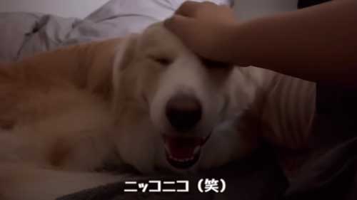 表情豊かなボーダーコリー