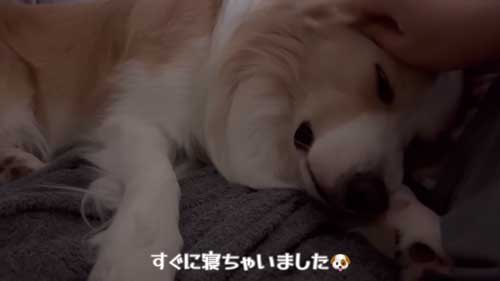 気持ちよさそうに寝るボーダーコリー