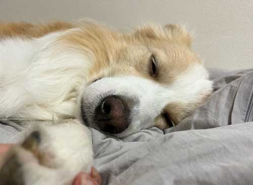 ひとりで眠れない 犬 寂しくて 泣き出す ボーダーコリー 添い寝 甘えん坊