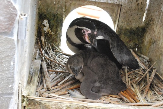 エコで紙ストローの代わりになり得るかもしれない「草ストロー」