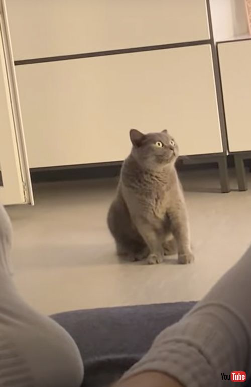 突然挙動不審になる猫