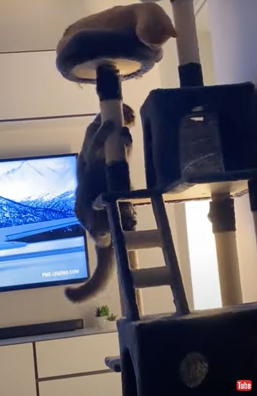 突然挙動不審になる猫