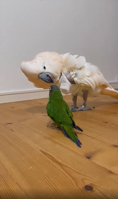 オウムとインコ