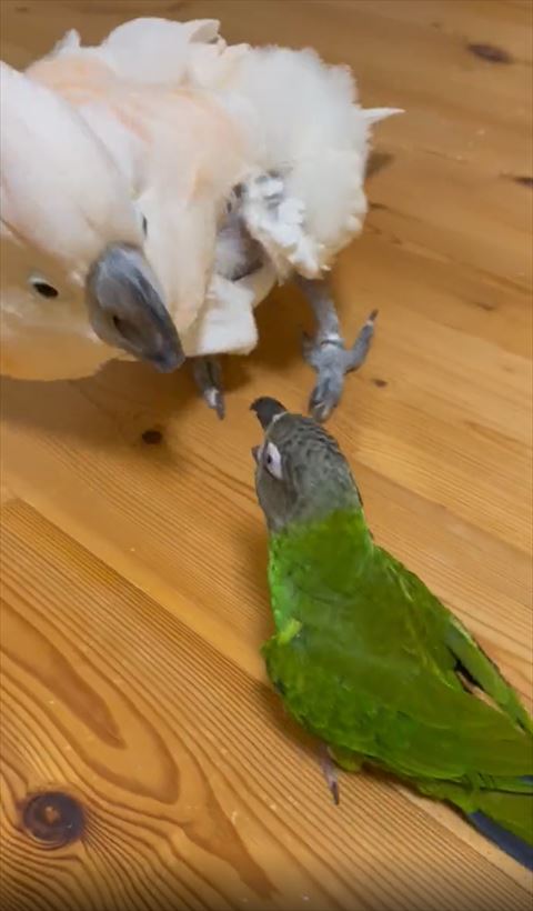 口をあけて威嚇するインコ
