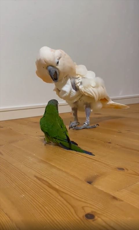 口をあけて後ずさりするオウム