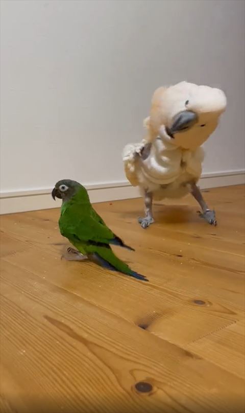 横にずれていくオウム