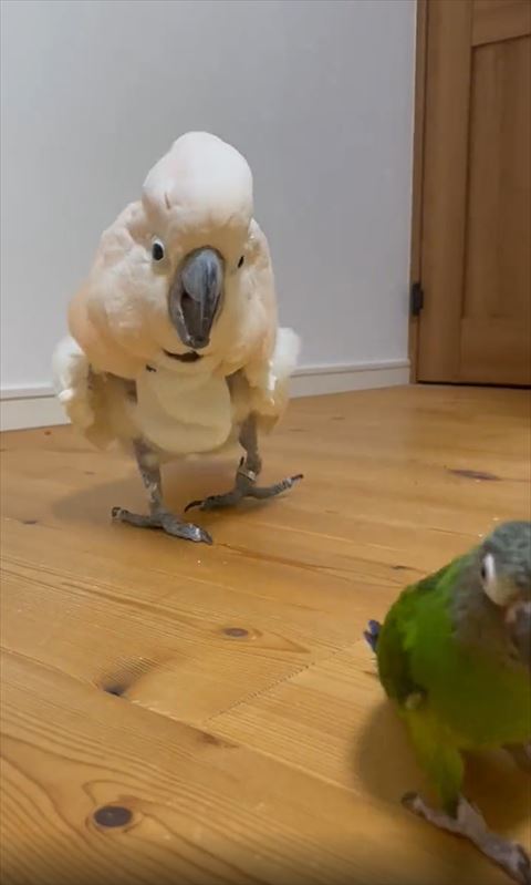 インコのあとをついていくオウム