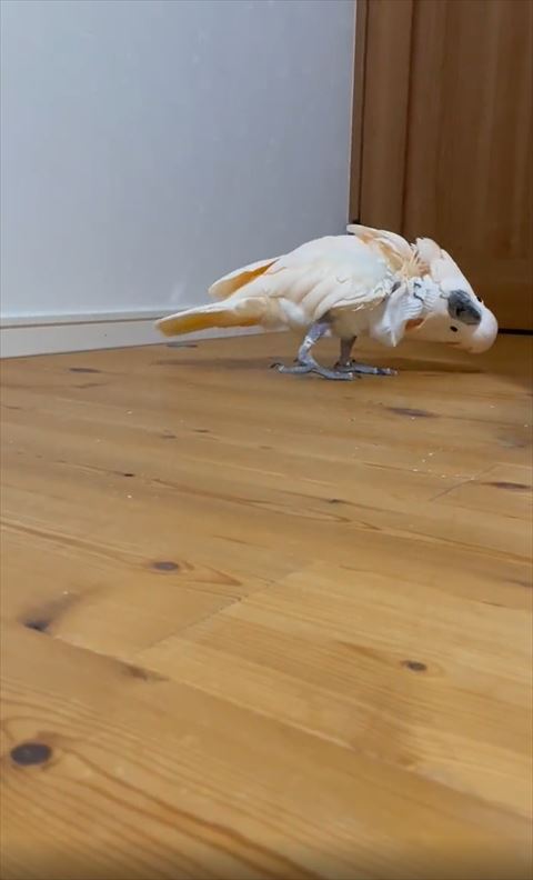 遠くで首かしげてるオウム