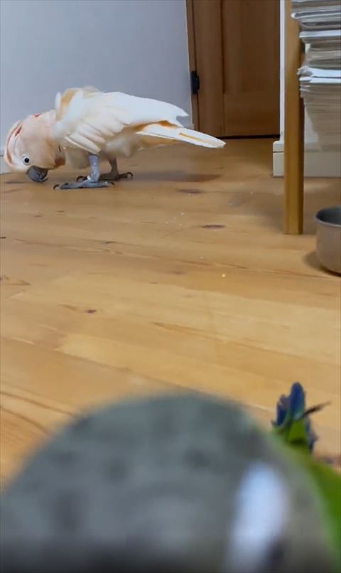 床に口ばしすりつけてる