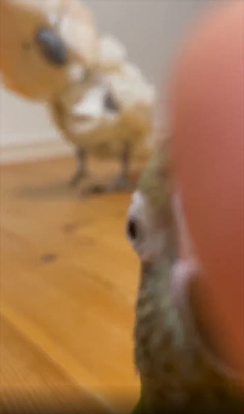 背後からちかづいてくるオウム