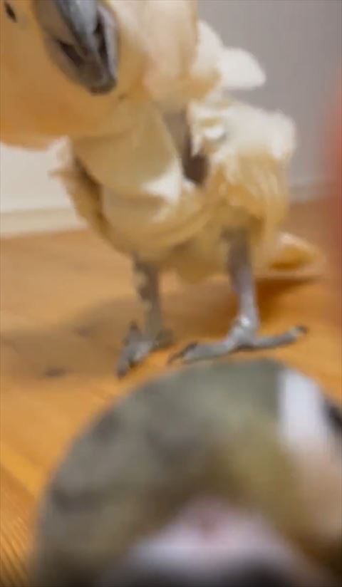 ちかづいてくるオウム