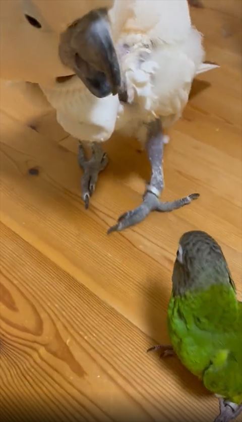 振り返るインコ