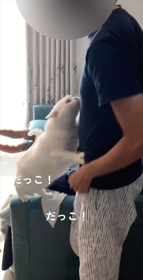 パパさんのお腹につかまる猫ちゃん