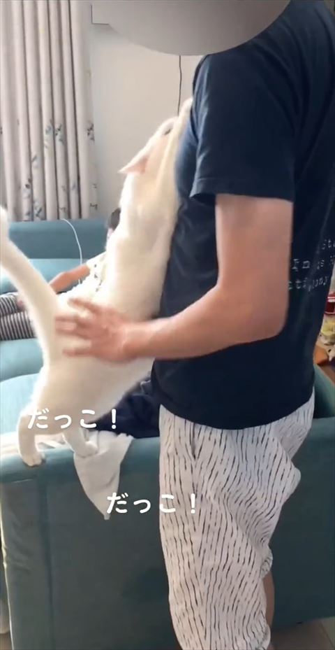 体のび〜る猫