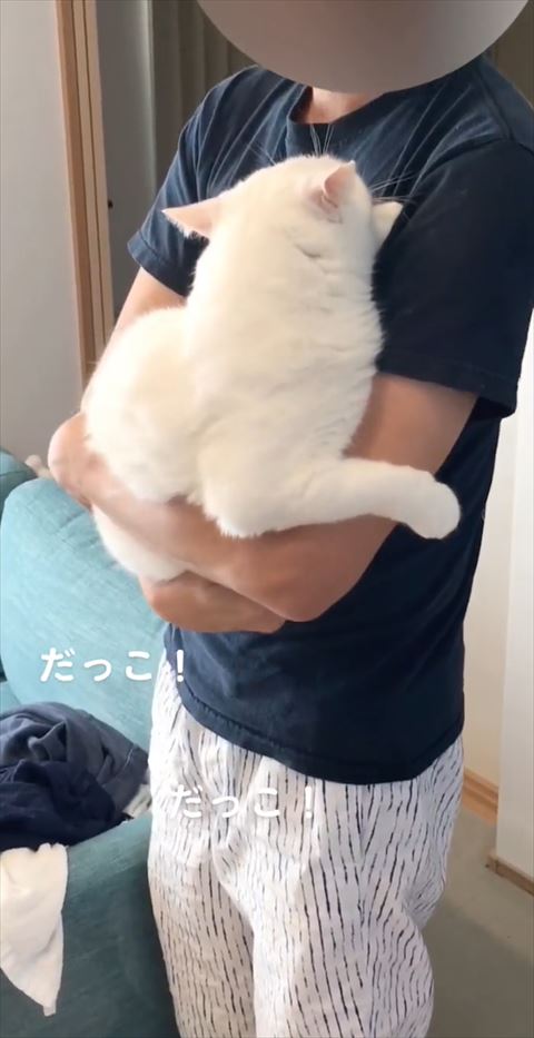 パパを見つめる猫ちゃん後頭部