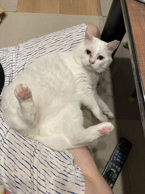 足パッカーンしてる猫