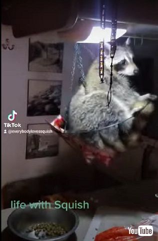 揺れるアライグマ