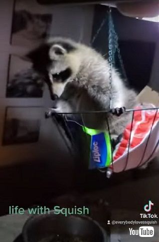 アライグマの手