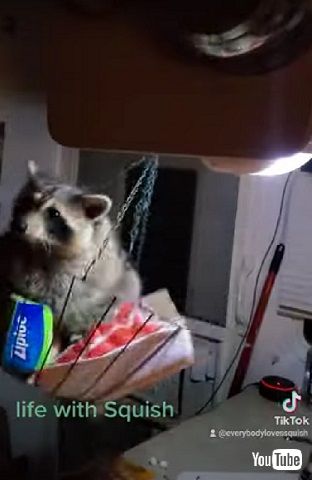 遊ぶアライグマ