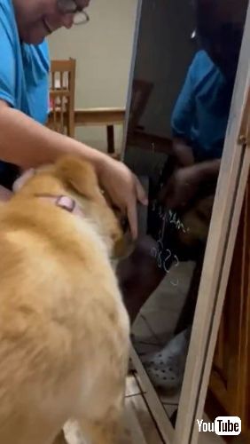  近づくゴールデンレトリバー