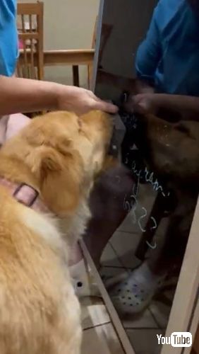  黒板消しを奪うゴールデンレトリバー