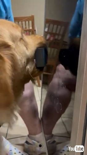 器用にメニューボードを消すゴールデンレトリバー