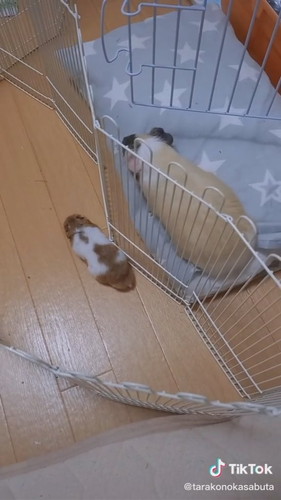 モルモットとハムスター