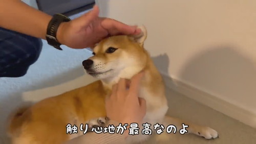 仲良しな柴犬2匹と飼い主夫妻