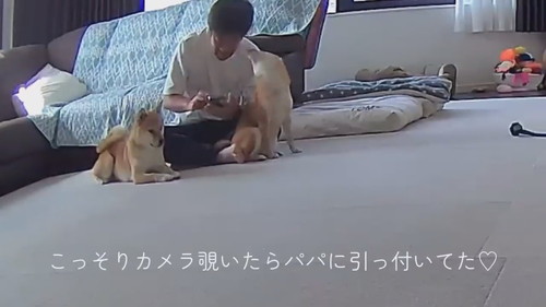 パパと柴犬たち