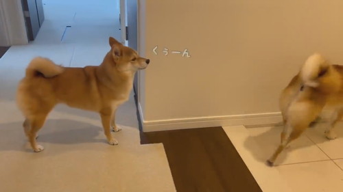 うれしそうに鳴く柴犬