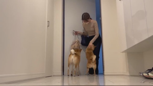 ママ帰宅によろこぶ柴犬