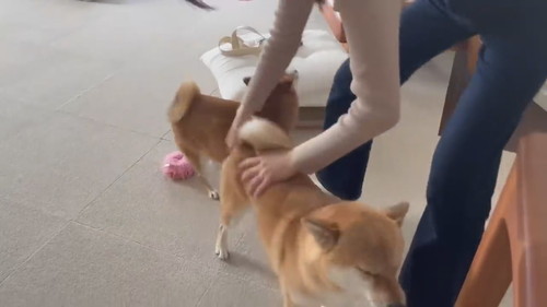 大喜びする柴犬