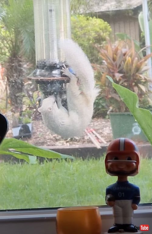 バードフィーダーにやってきた真っ白なリス