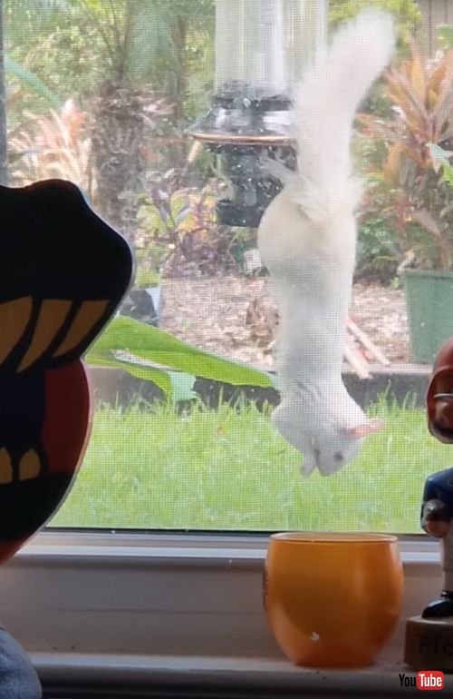 バードフィーダーにやってきた真っ白なリス