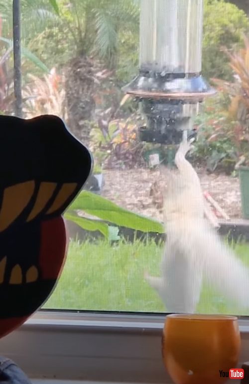 バードフィーダーにやってきた真っ白なリス