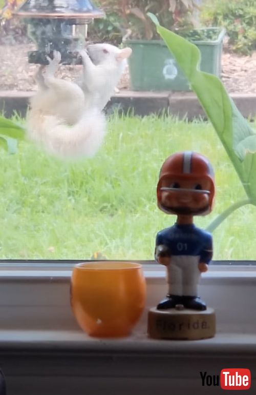 バードフィーダーにやってきた真っ白なリス