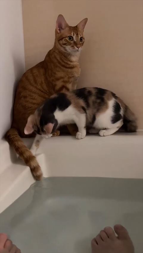 右前足でしっぽにじゃれる猫ちゃん