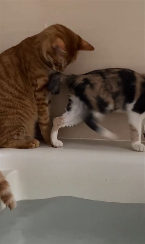 後ろ足を振る猫ちゃん