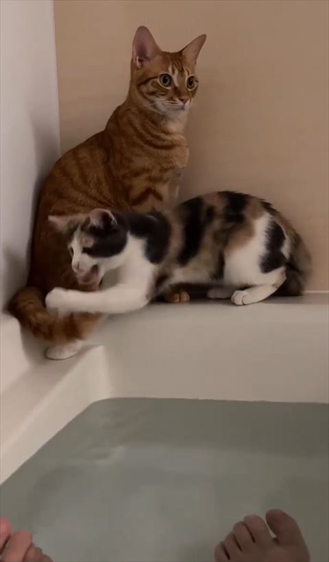 しっぽを噛む猫ちゃん