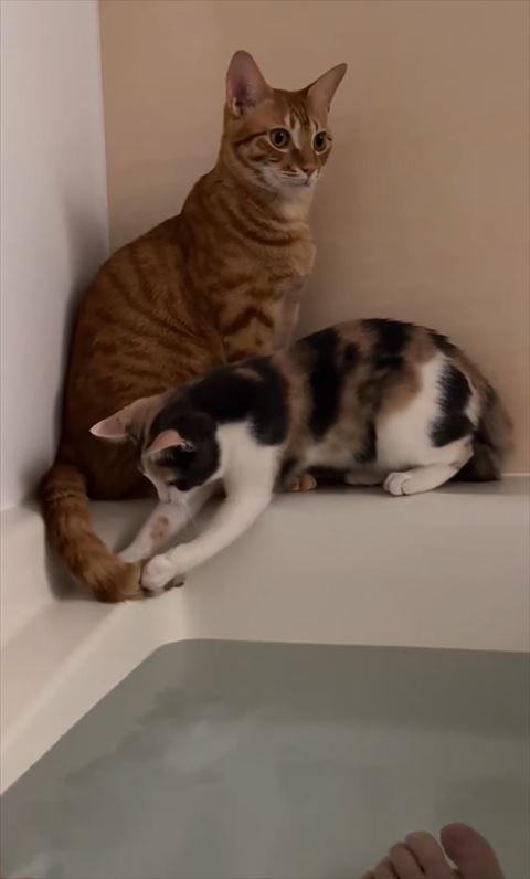 両手でしっぽ挟む猫ちゃん