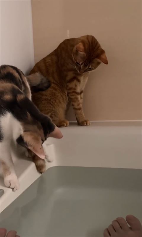 左前足でしっぽさわる猫ちゃんの後頭部