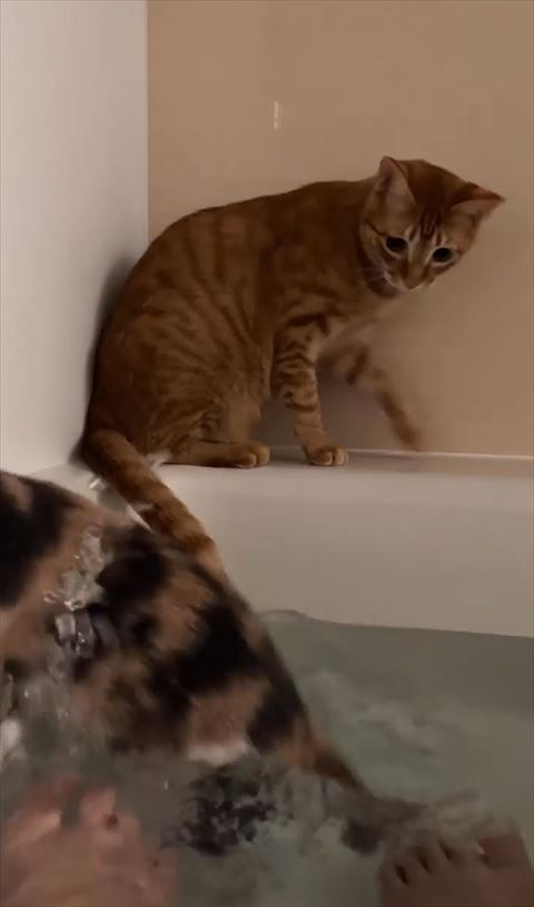 湯舟に落ちる猫