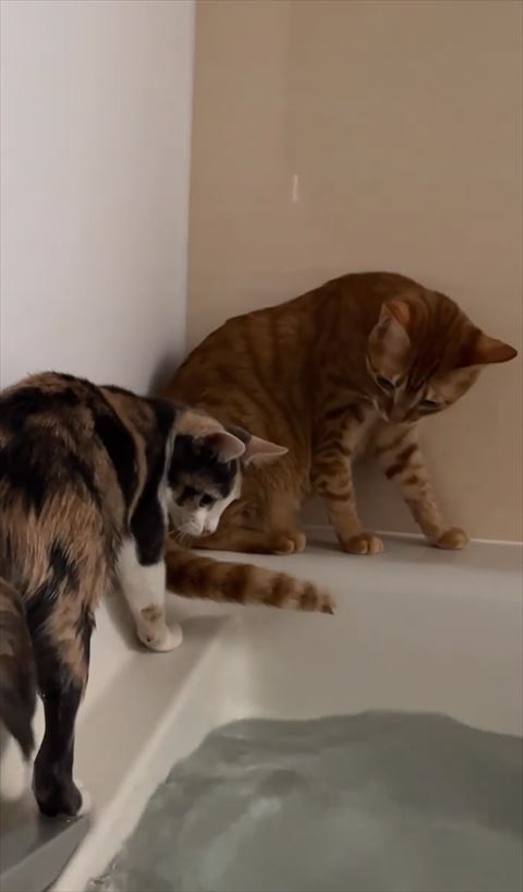 湯舟を見つめる猫