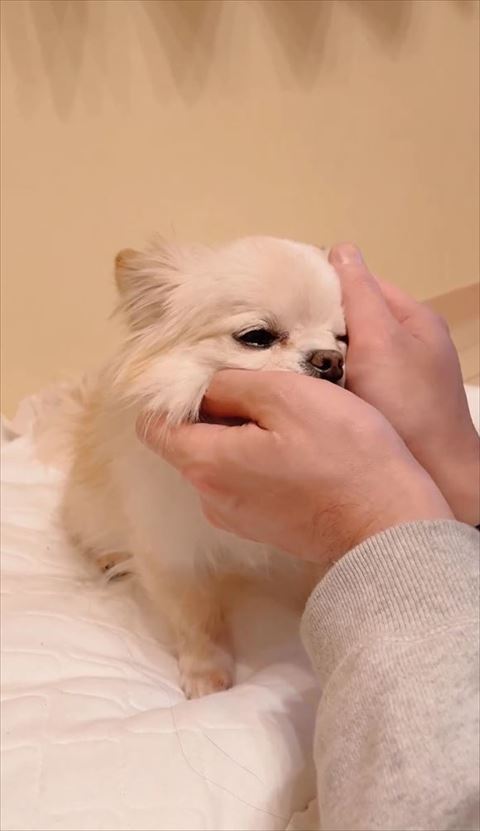 頭をなでられる