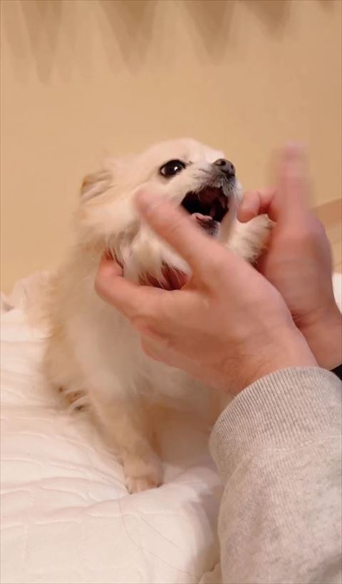 怒ってるワンコ