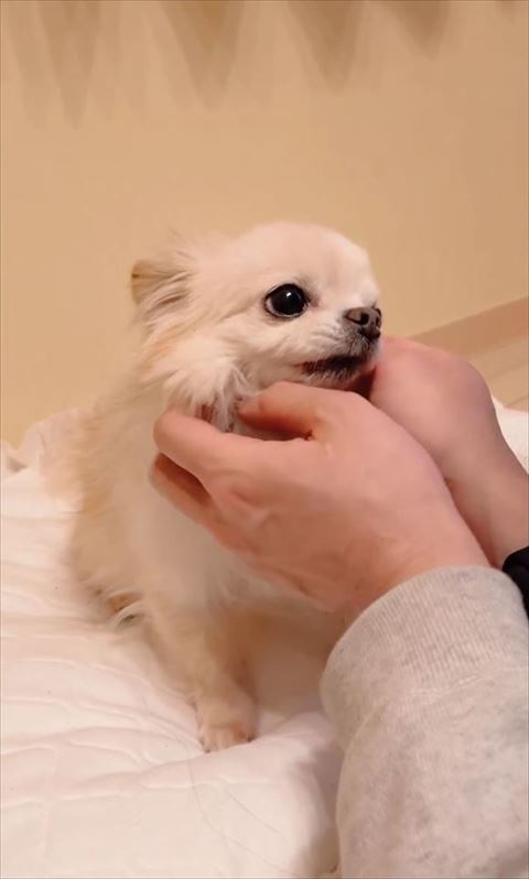 見つめてくるワンコ